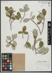 Foto von Salix vestita Pursh